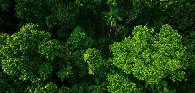The Forest and the Trees: The Full Automation Discovery Suite